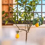 Apartment Flat Gentile, Sorrento, Floor 2br Flat, Balcony